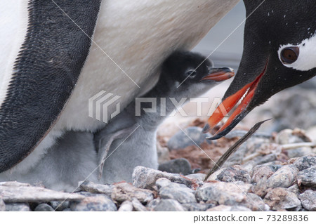 Gentoo penguin 73289836