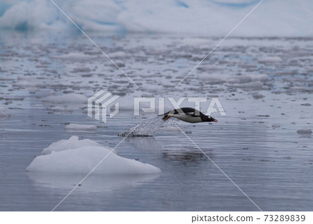 Gentoo penguin Gentoo penguin 73289839