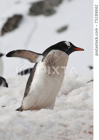 Gentoo penguin 73289842