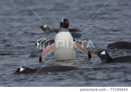 Gentoo penguin Gentoo penguin 73289843