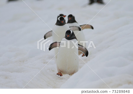 Gentoo penguin Gentoo penguin 73289848