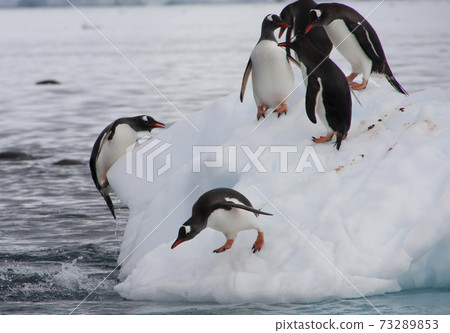 Gentoo penguin Gentoo penguin 73289853