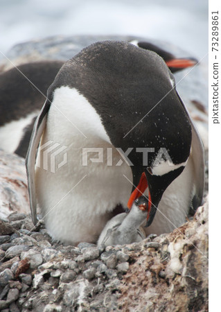 Gentoo penguin 73289861