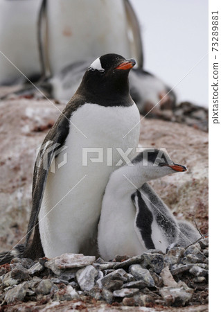 Gentoo penguin 73289881