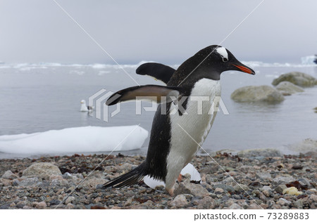 Gentoo penguin Gentoo penguin 73289883