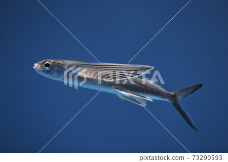 Flying fish 73290593