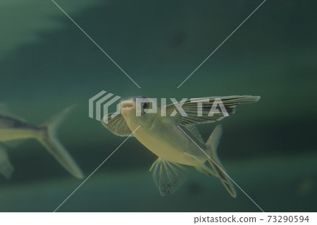 Hamato Biwa 73290594