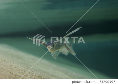 Hamato Biwa 73290597