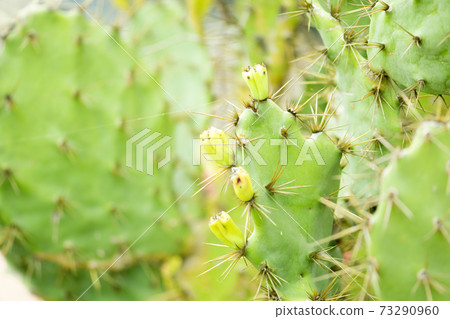 Cactus texture closeup 73290960