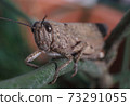 Meadow Grasshopper or Chorthippus parallelus with front view. 73291055
