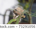 Meadow Grasshopper or Chorthippus parallelus with front view. 73291056