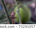 Meadow Grasshopper or Chorthippus parallelus with front view. 73291057