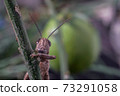 Meadow Grasshopper or Chorthippus parallelus with front view. 73291058