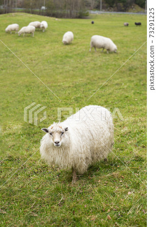 A flock of sheep A flock of sheep 73291225