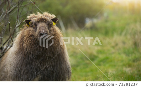 Sheep with a RFID transponder Sheep with a RFID transponder 73291237