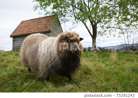 Sheep with a RFID transponder  73291243
