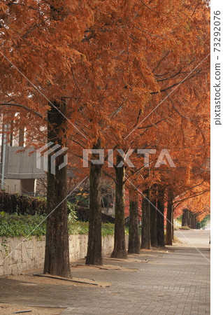 大學校園裡一排紅杉樹 大學校園裡一排紅杉樹 73292076