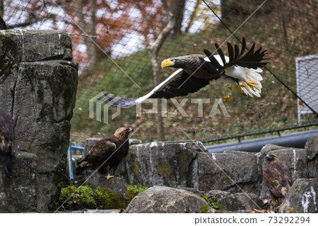Tama Zoo Park Steller's Sea Eagle Tama Zoo Park Steller's Sea Eagle 73292294