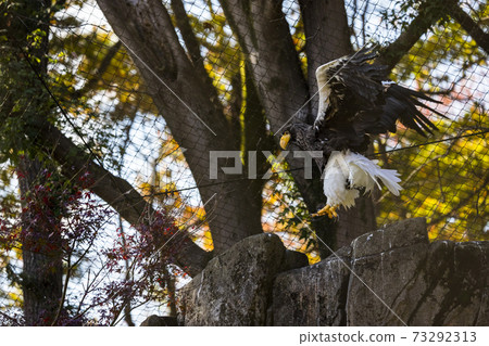 多摩動物園公園Steller's Sea Eagle 73292313