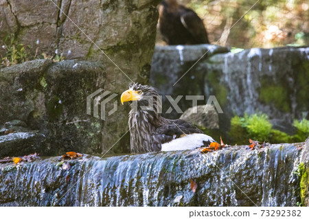 多摩動物園公園Steller's Sea Eagle 73292382