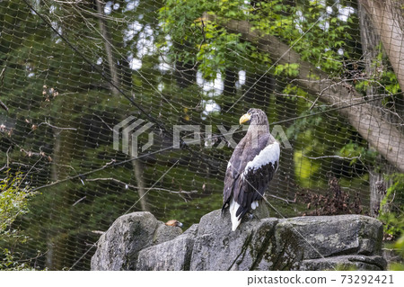 Tama Zoo Park Steller's Sea Eagle Tama Zoo Park Steller's Sea Eagle 73292421