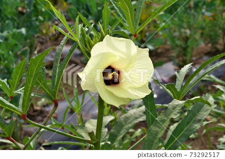 Okra flowers white flowers 73292517