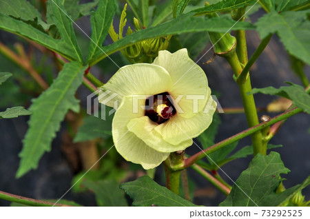 Okra flowers white flowers 73292525