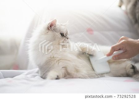 Asian woman using a comb brush Persian cat 73292528
