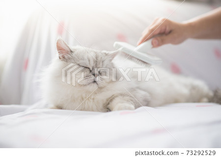 Asian woman using a comb brush Persian cat 73292529