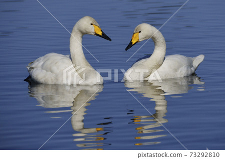 Great swans 73292810