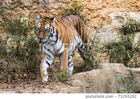 Tama Zoological Park Amur Tiger 73293282
