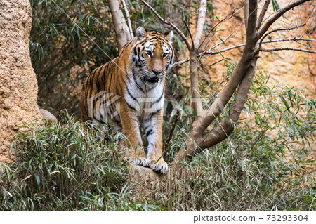 多摩動物公園阿穆爾虎 多摩動物公園阿穆爾虎 73293304