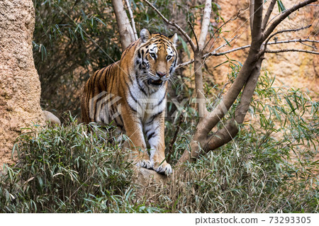 多摩動物公園阿穆爾虎 多摩動物公園阿穆爾虎 73293305