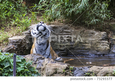 多摩動物公園阿穆爾虎 73293377