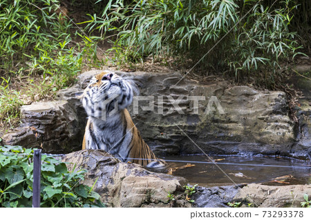 多摩動物公園阿穆爾虎 73293378