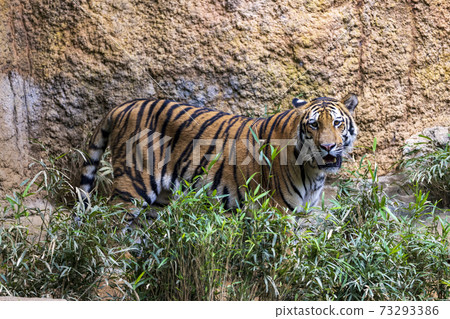 Tama Zoological Park Amur Tiger 73293386