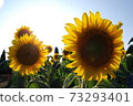 Beautifully blooming sunflower 73293401