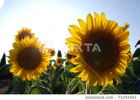 Beautifully blooming sunflower 73293401