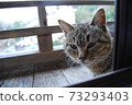 A stray cat that appeared at a hot spring inn 73293403