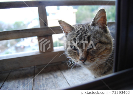 A stray cat that appeared at a hot spring inn 73293403