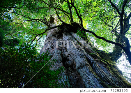 Yakusugi seen from below 73293595