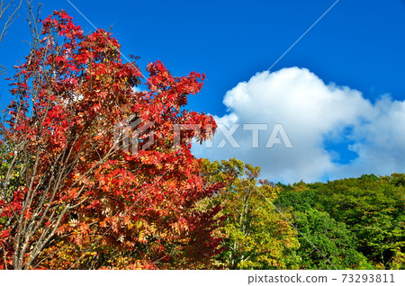 Autumn leaves Lake Shirakaba 73293811