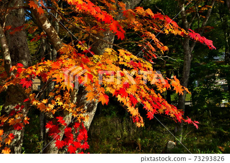 Autumn leaves Lake Shirakaba 73293826