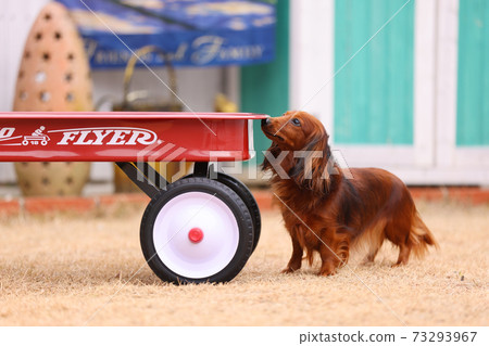 達克斯獵犬在花園裡玩耍 達克斯獵犬在花園裡玩耍 73293967