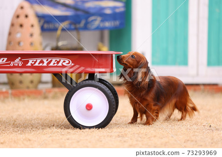 達克斯獵犬在花園裡玩耍 達克斯獵犬在花園裡玩耍 73293969