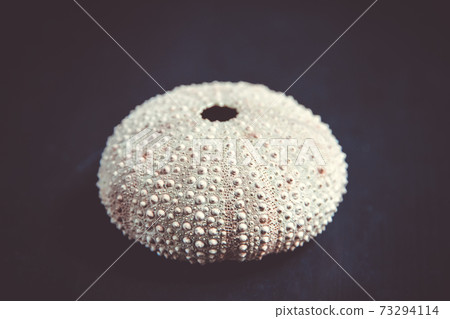 Sea urchin abstract macro view 73294114