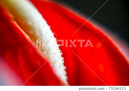 Anthurium flower closeup detail 73294115