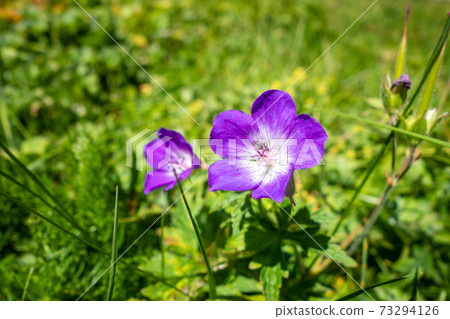Geranium sylvaticum wild flowers in Vanoise national Park, France Geranium sylvaticum wild flowers in Vanoise national Park, France 73294126