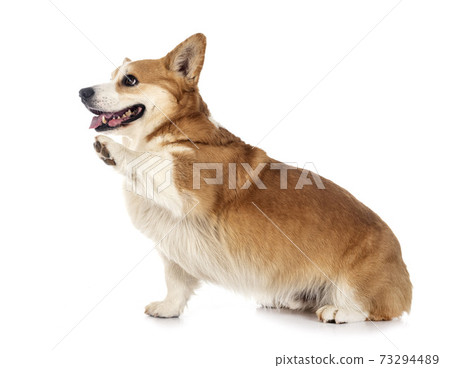 young Pembroke Welsh Corgi young Pembroke Welsh Corgi 73294489