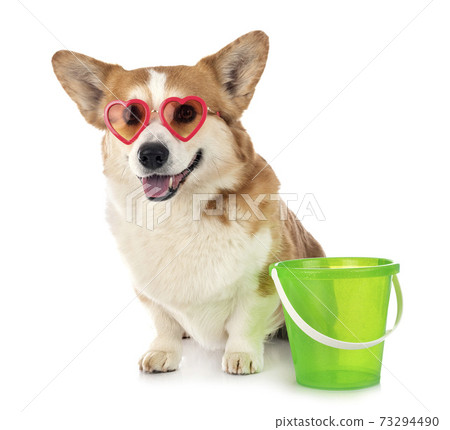 young Pembroke Welsh Corgi 73294490